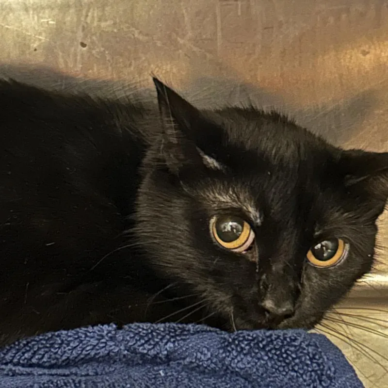 An adult medium-sized female Black Domestic Short Hair cat named Yoko for adoption in Chattanooga, TN