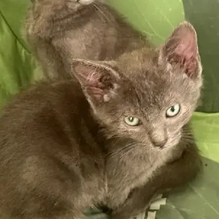 A baby medium-sized male Domestic Short Hair cat named Noda for adoption in Denver, NC