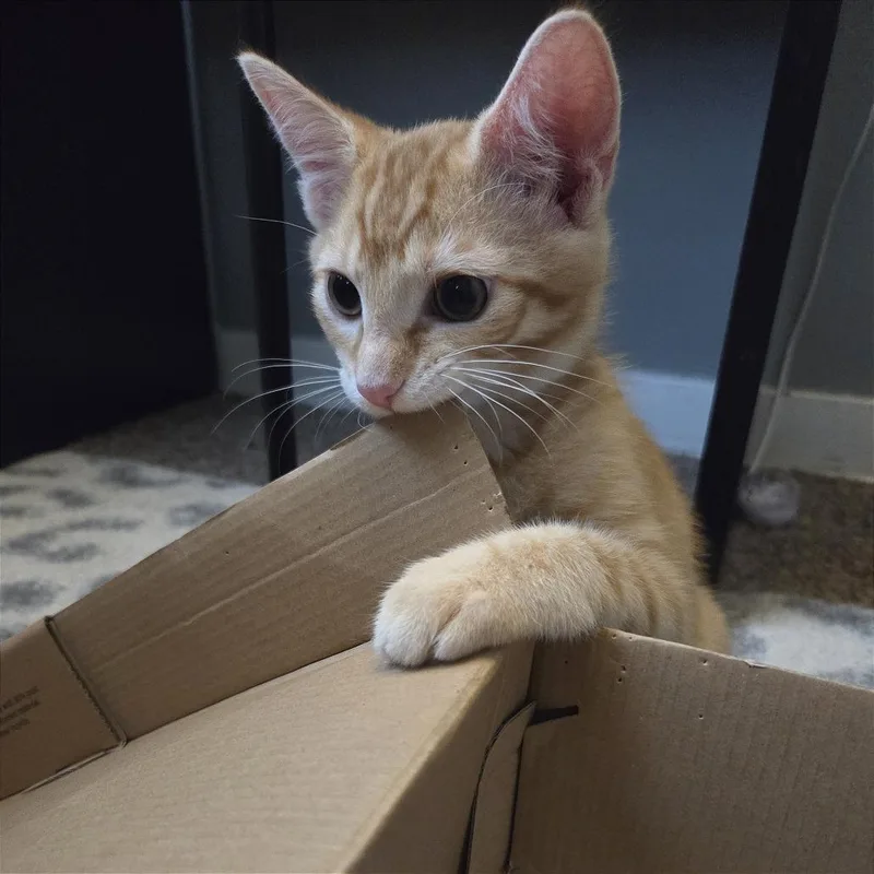 A baby small-sized male Orange / Red Domestic Short Hair cat named Tamagotchi for adoption in Gibsonia, PA