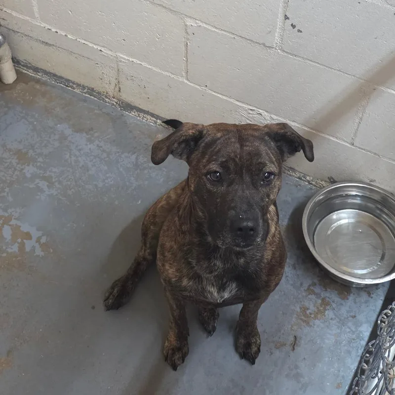 An adult small-sized female Brindle Pit Bull Terrier dog named Bella for adoption in Duncan, OK