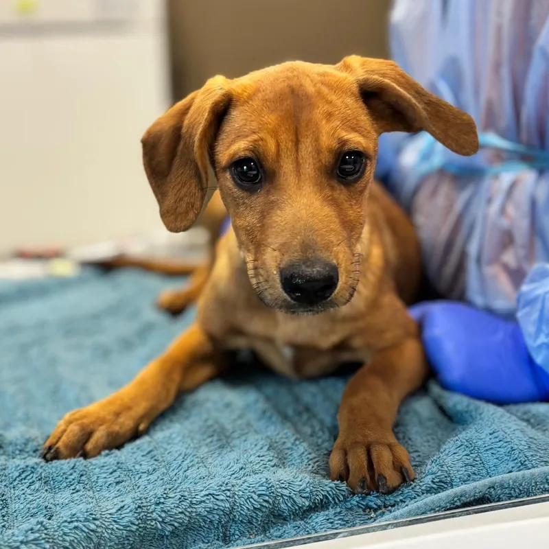 A baby small-sized female Mixed Breed dog named Slipper for adoption in Nashville, IN