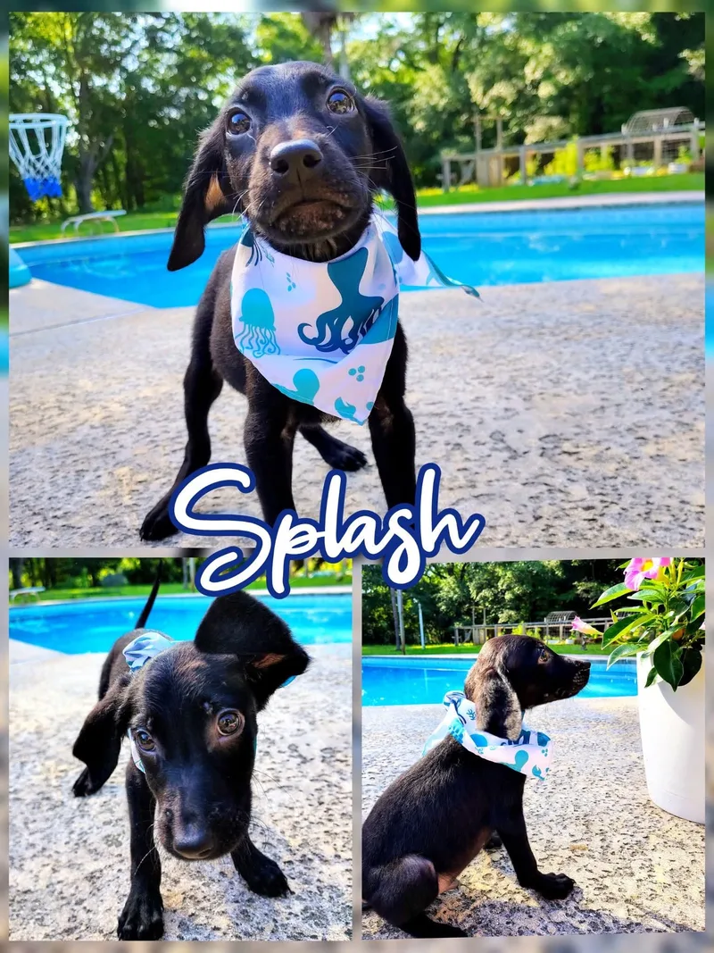 A baby medium-sized male Black Labradoodle dog named Splash for adoption in Palm Bay, FL