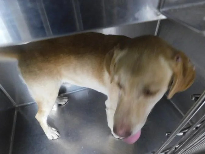 An adult large-sized male Labrador Retriever dog named Rode for adoption in Chatsworth, CA