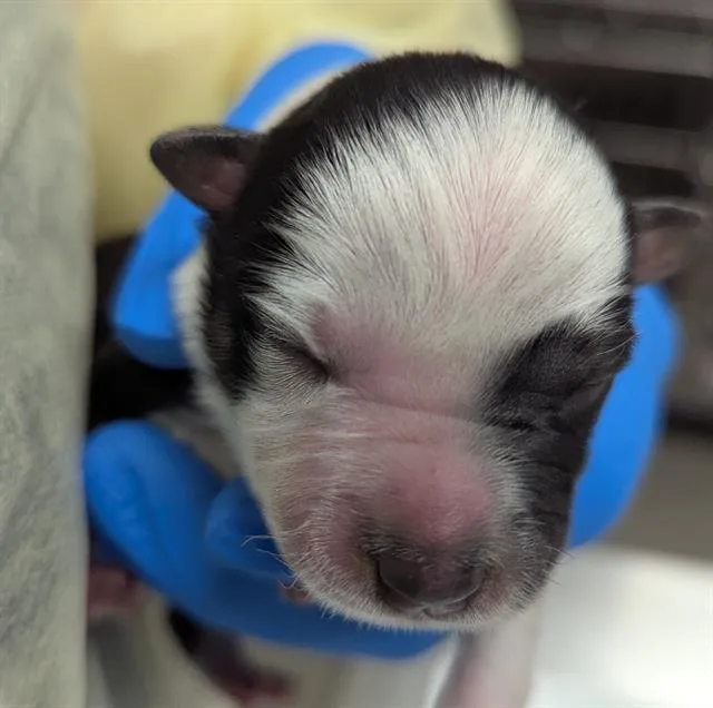 A baby small-sized male Australian Cattle Dog / Blue Heeler dog named Peanut Butter for adoption in Las Vegas, NV
