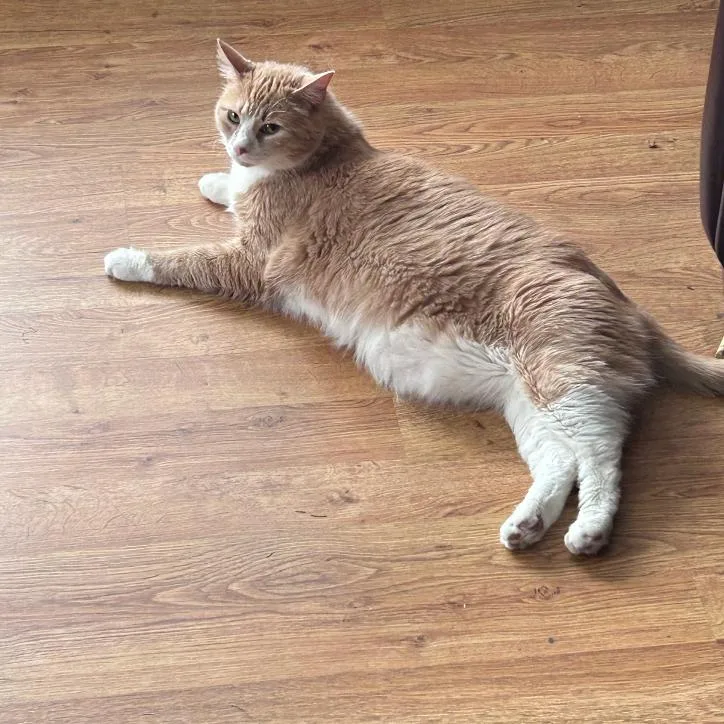 An adult small-sized male Orange / Red Maine Coon cat named Eli for adoption in Oceanside, NY