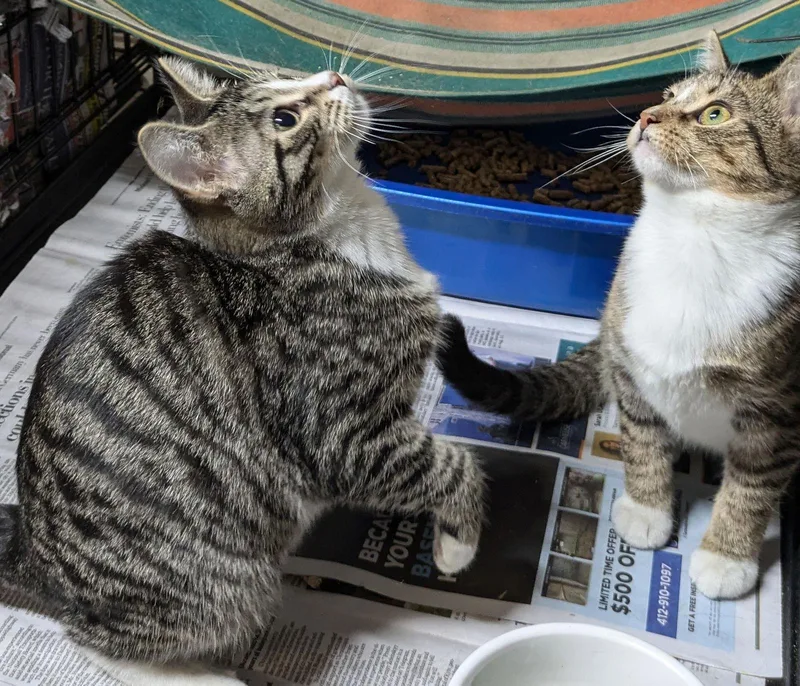 A young medium-sized female Tabby cat named Aurora for adoption in Apollo, PA