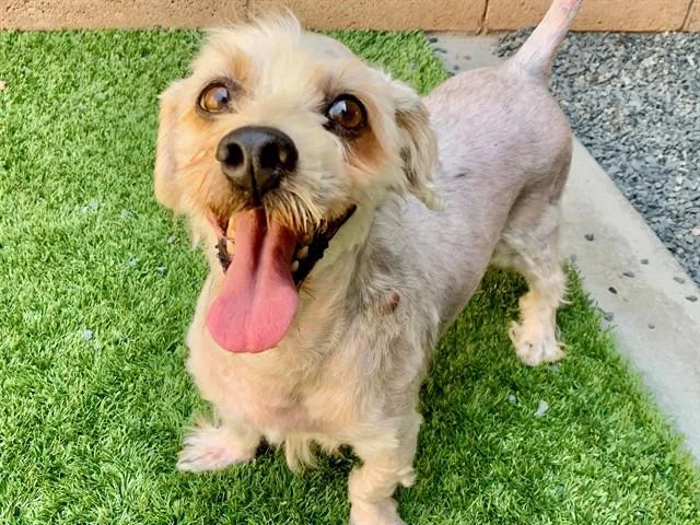 An adult small-sized male Yellow / Tan / Blond / Fawn Miniature Poodle dog named Save Me Please Peter for adoption in San Marcos, CA