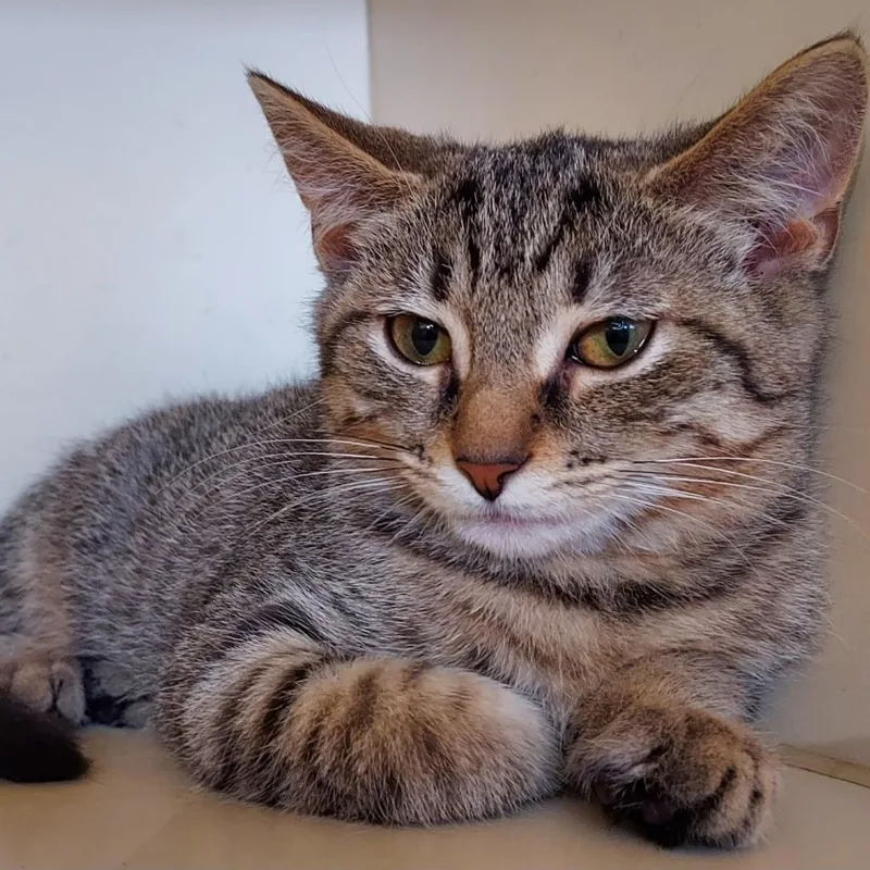 A baby small-sized male Brown / Chocolate Domestic Short Hair cat named Gobi for adoption in Dayton, OH