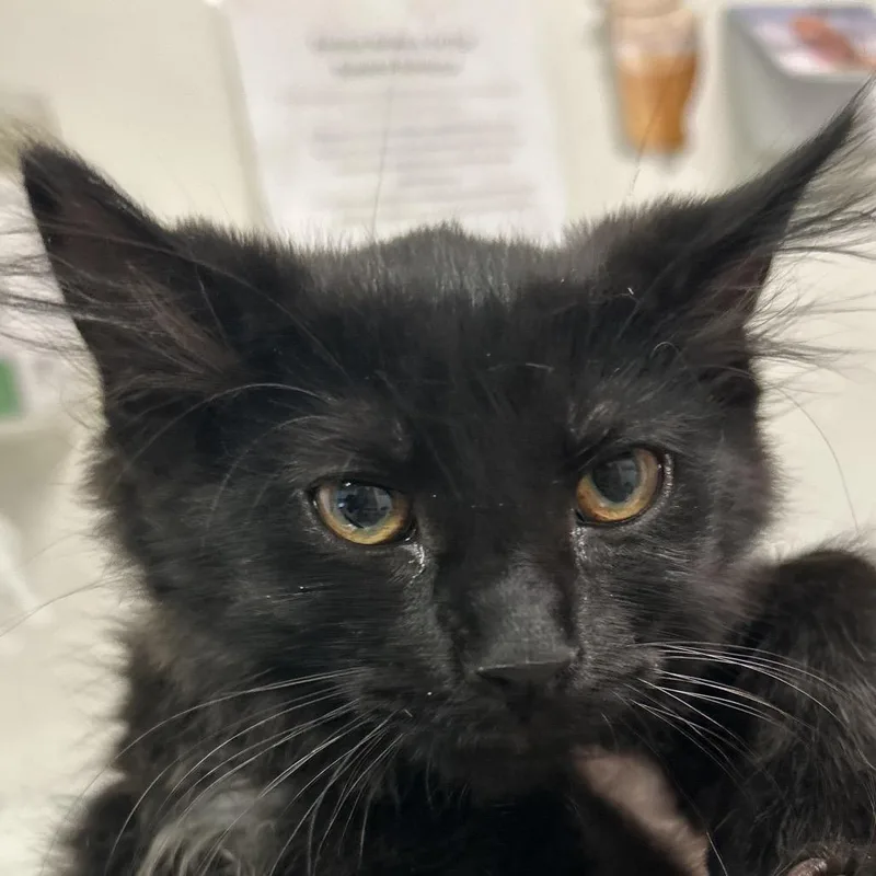 A baby small-sized male Black Domestic Long Hair cat named Sushi for adoption in Charleston, WV