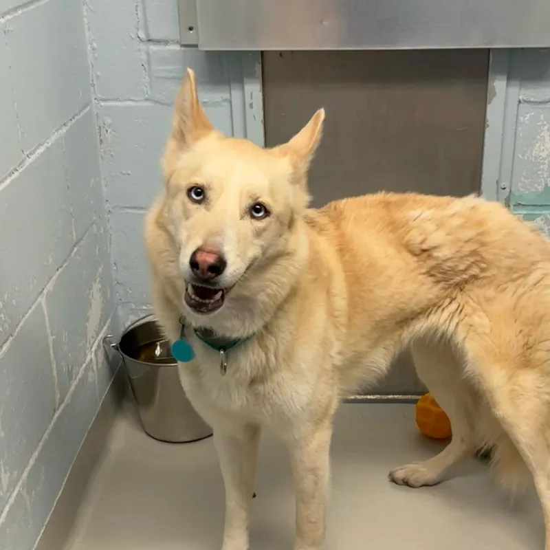 An adult medium-sized female Apricot / Beige Siberian Husky dog named Charlotte for adoption in Enfield, NH