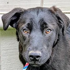 A young medium-sized female Black Labrador Retriever dog named Kc for adoption in Falls Church, VA