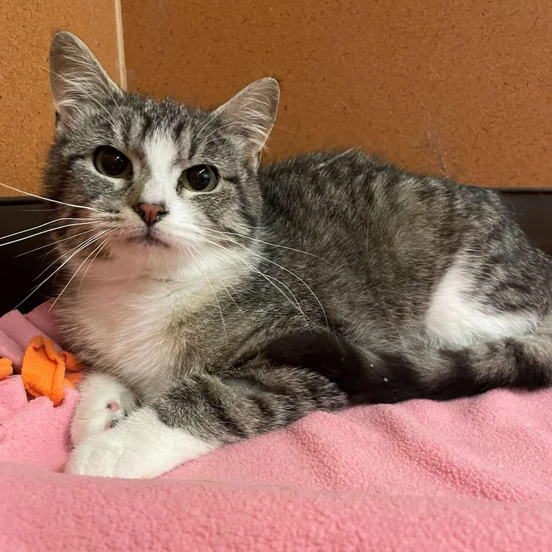 A young medium-sized female Tabby (Brown / Chocolate) Domestic Short Hair cat named Wanda for adoption in Rochester, MN