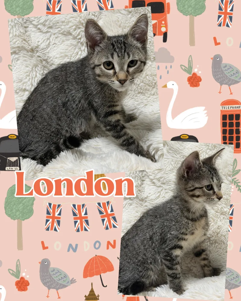 London thumbnail 3