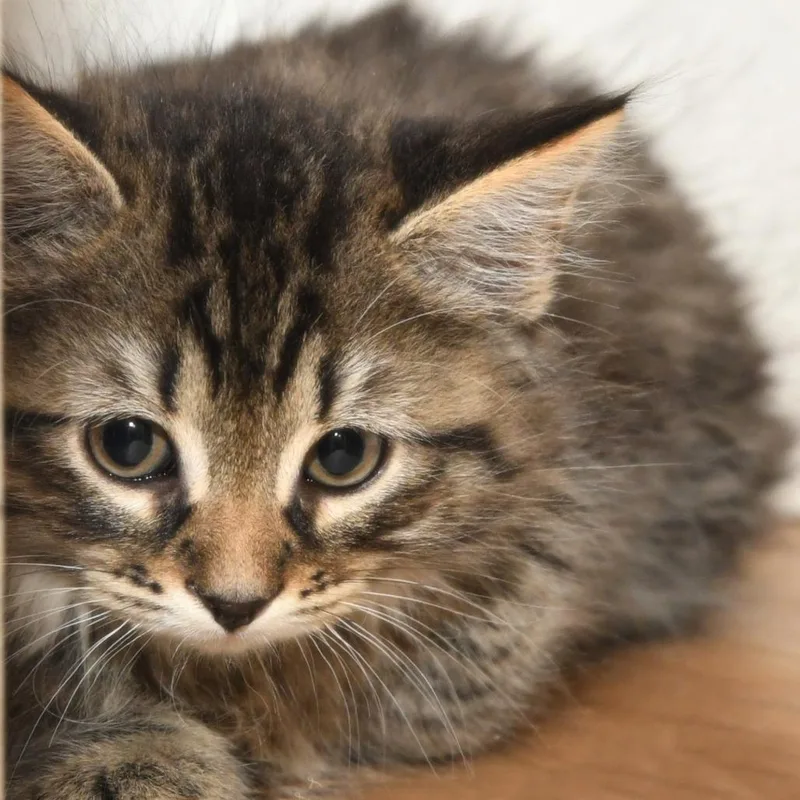A baby small-sized male Gray / Blue / Silver Domestic Medium Hair cat named Spitzk___ for adoption in Natick, MA