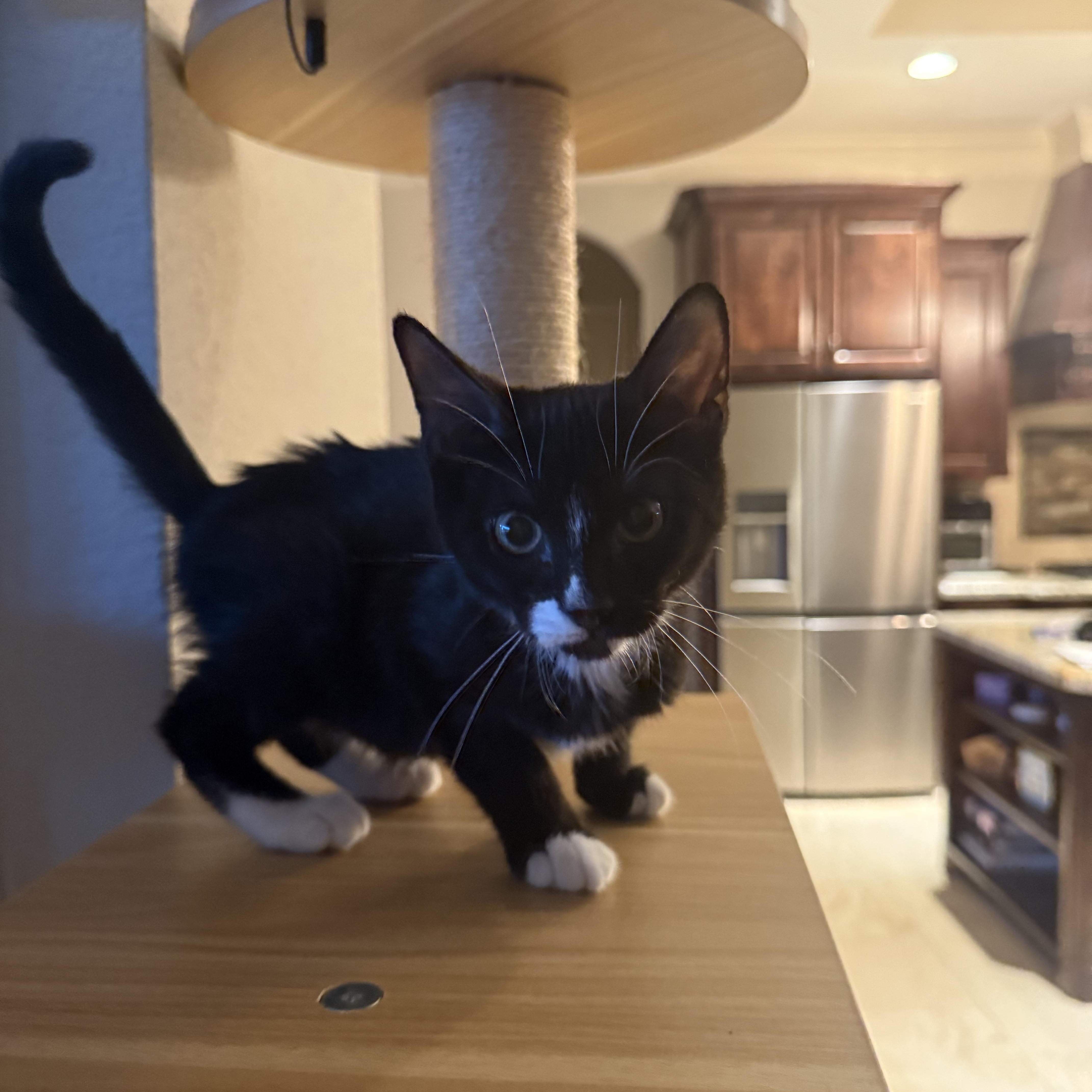 A baby medium-sized male Black & White / Tuxedo Domestic Medium Hair cat named Mobius ORT for adoption in Missouri City, TX