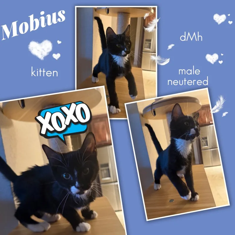 Mobius ORT thumbnail 4