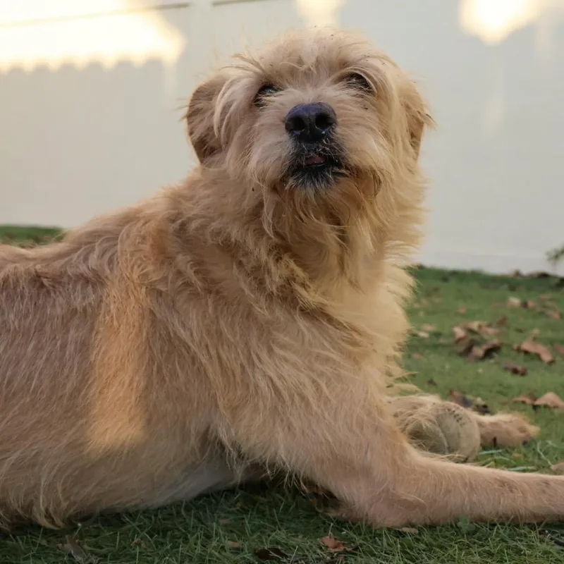 Gilbert Aka Coco Jum thumbnail 3