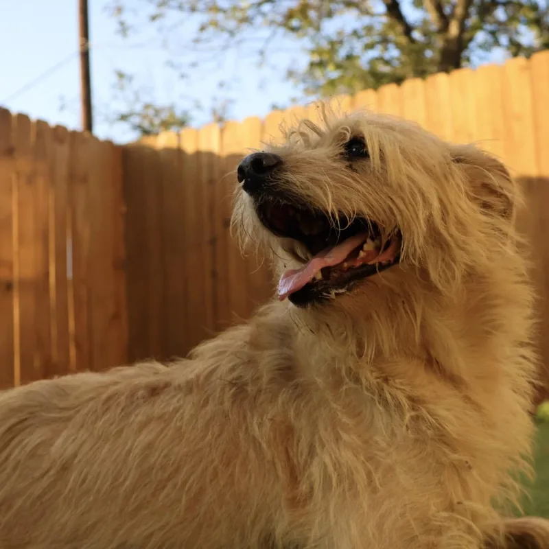 Gilbert Aka Coco Jum thumbnail 4