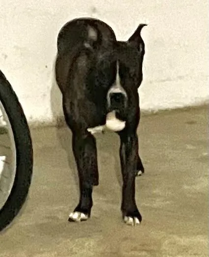 An adult medium-sized female Brown / Chocolate Mixed Breed dog named Jessie J for adoption in Cincinnati, OH