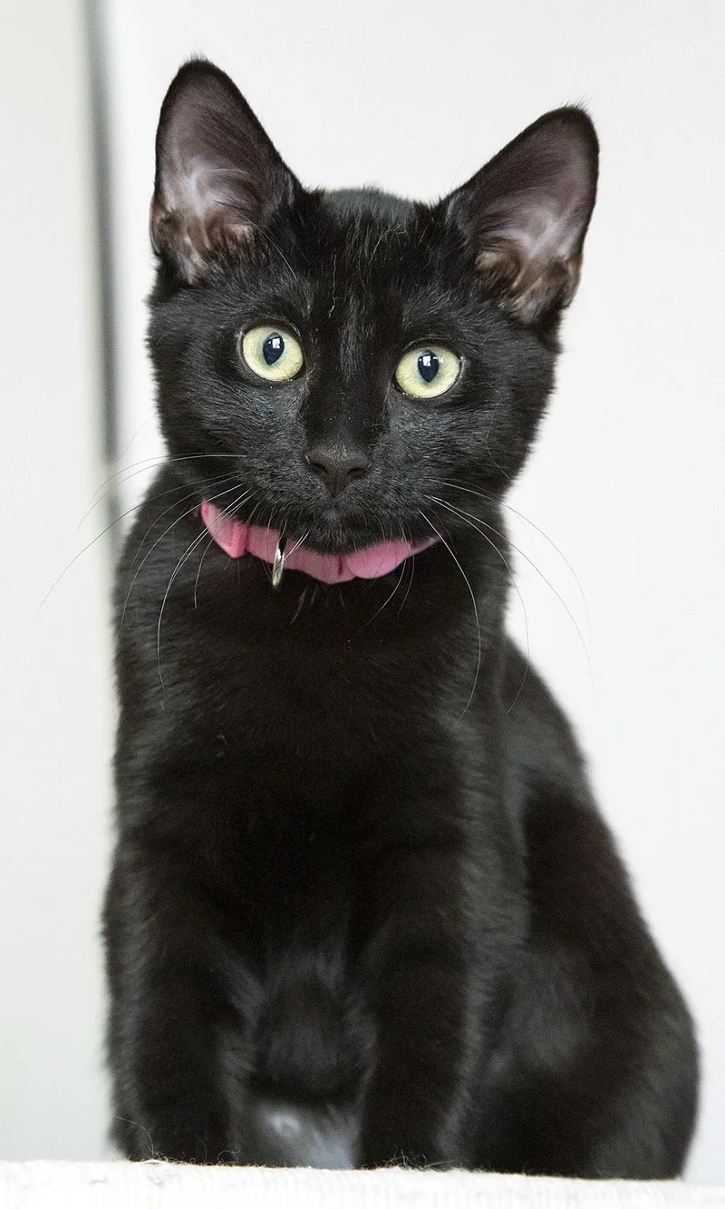 A baby medium-sized female Black Domestic Short Hair cat named Lilac for adoption in Chicago, IL