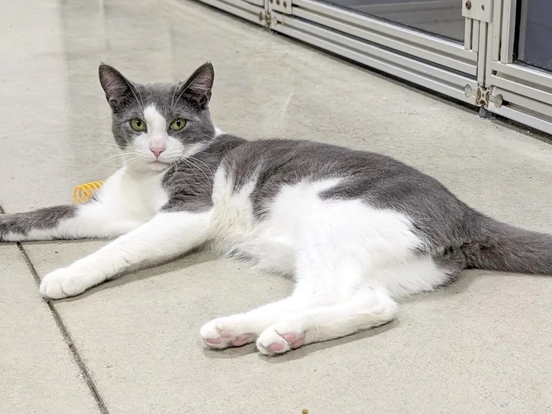 A young small-sized male Domestic Short Hair cat named Prince Pablo for adoption in Powell, OH