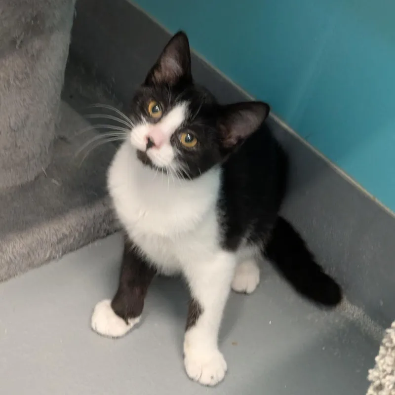 A baby medium-sized female Domestic Short Hair cat named Courtney for adoption in Cape Girardeau, MO