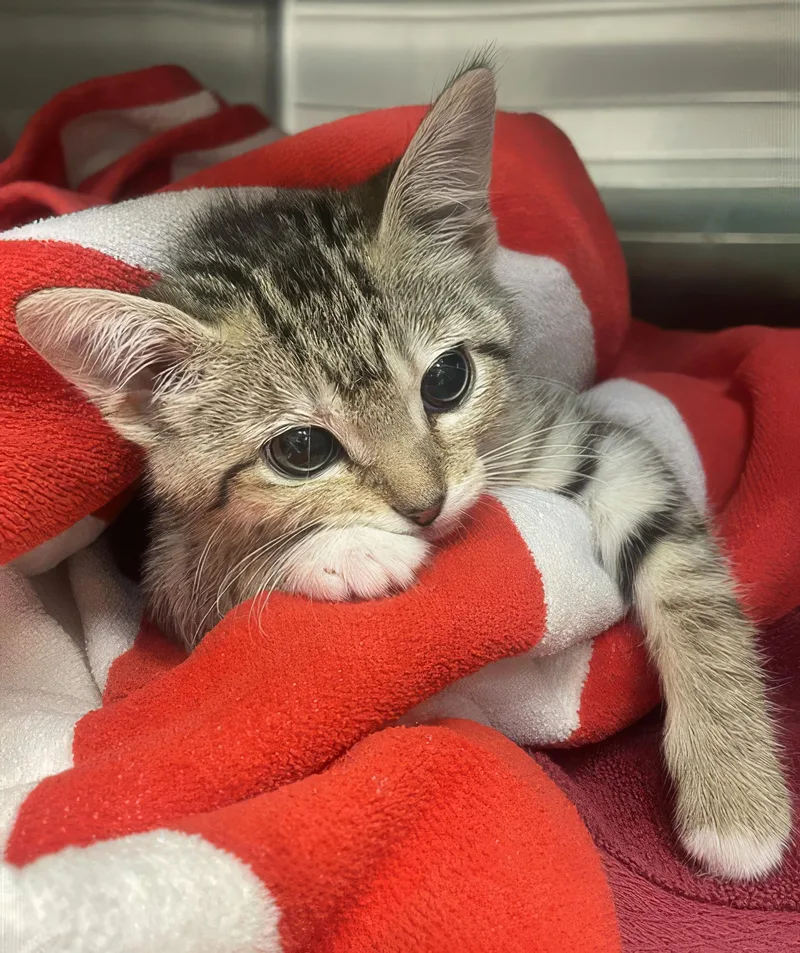 A baby medium-sized female Tabby (Brown / Chocolate) Domestic Short Hair cat named Matilda for adoption in Nashville, TN