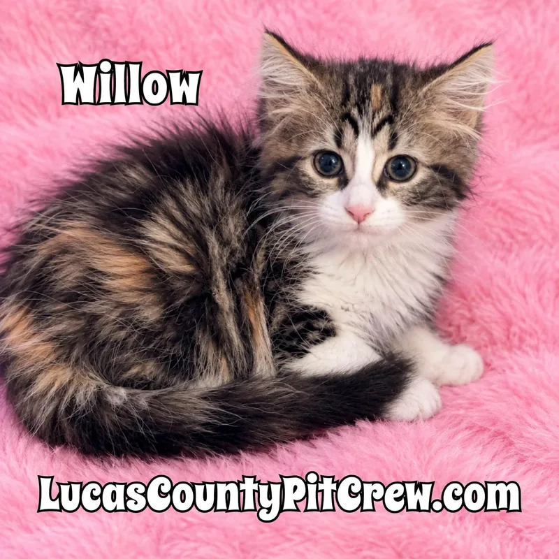 A baby medium-sized female Calico cat named Willow for adoption in Toledo, OH