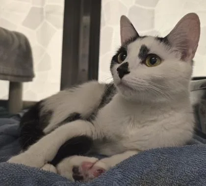A young medium-sized female Domestic Short Hair cat named Peanut for adoption in Seattle, WA
