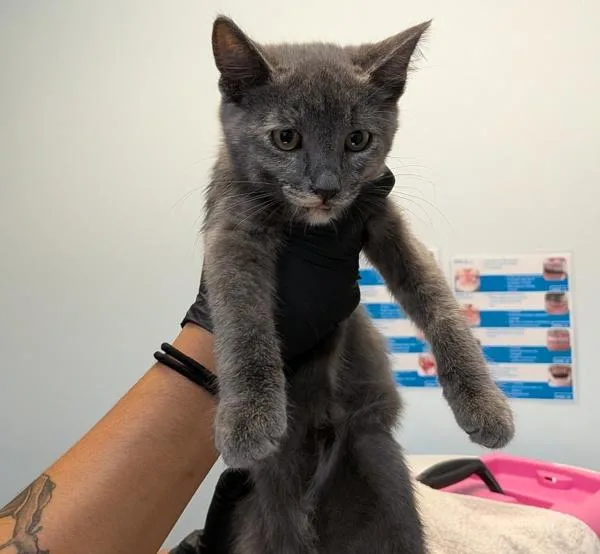 A baby small-sized female Domestic Short Hair cat named MariePhilip for adoption in San Diego, CA