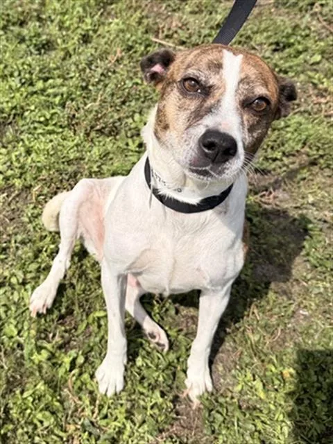 An adult medium-sized female Fox Terrier dog named Daisy for adoption in Fort Lauderdale, FL