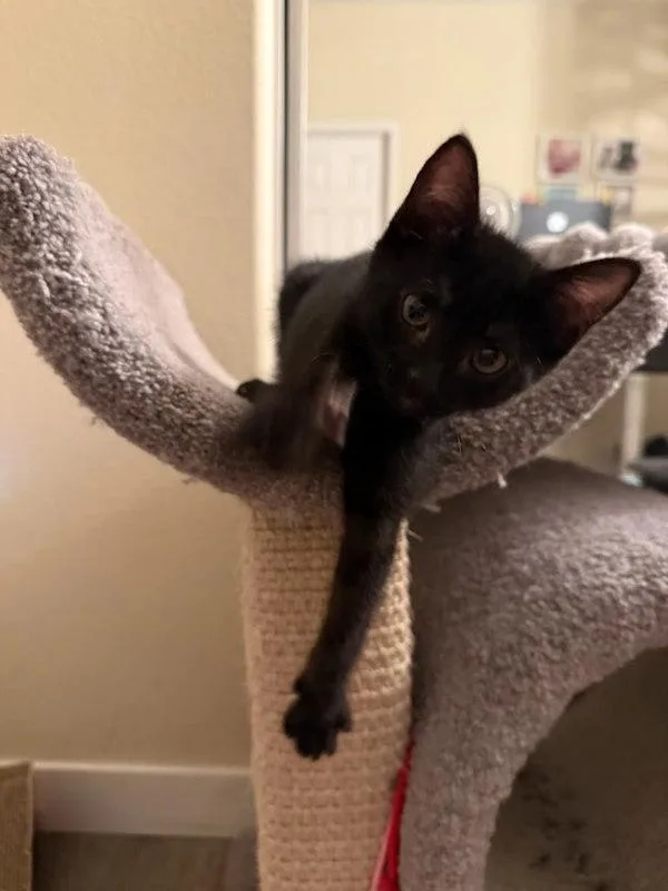 A baby small-sized female Domestic Short Hair cat named Madam for adoption in Bonsall, CA