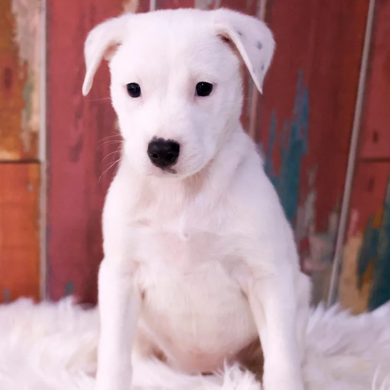 A baby small-sized female White / Cream Mixed Breed dog named Truly for adoption in Casa Grande, AZ