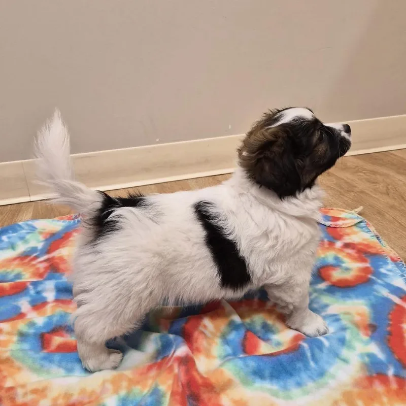 A baby small-sized male Mixed Breed dog named Kingston for adoption in Woodstock, IL