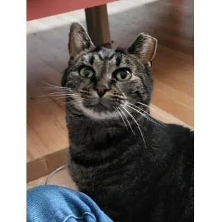 Cindy Green  Workinprogress