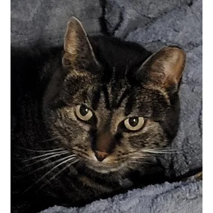 Cindy Green  Workinprogress thumbnail 2