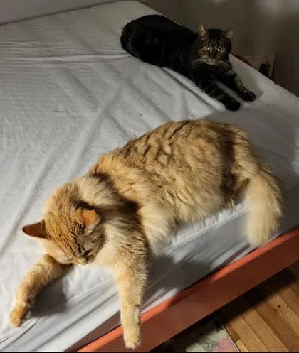 Cindy Green  Workinprogress thumbnail 3