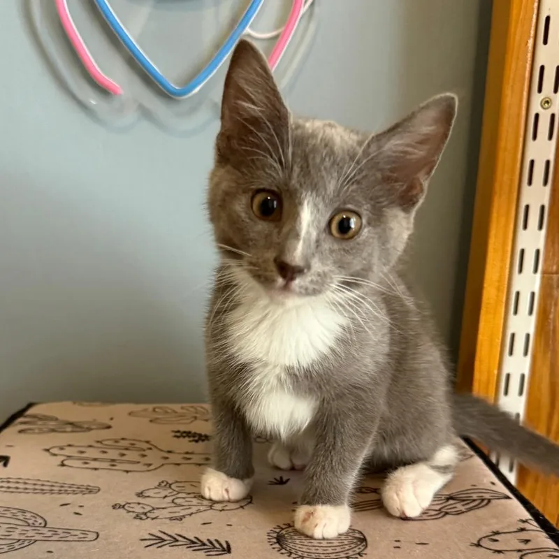 A baby small-sized male Gray / Blue / Silver Domestic Short Hair cat named Li Shang for adoption in Long Beach, CA