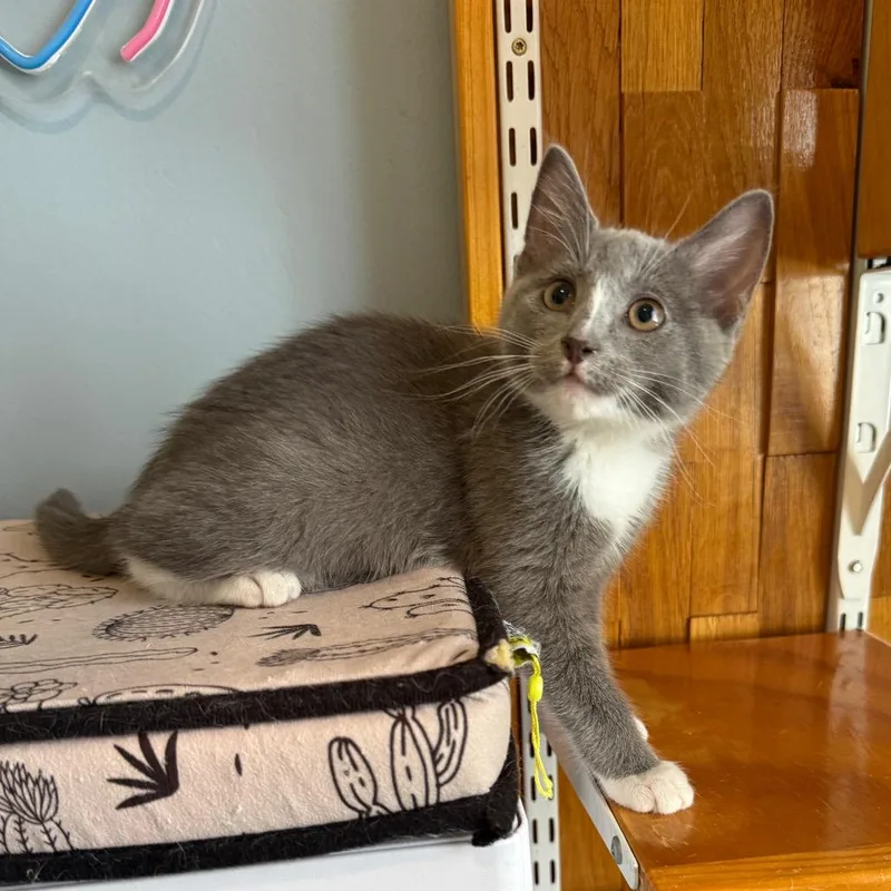 Li Shang thumbnail 2