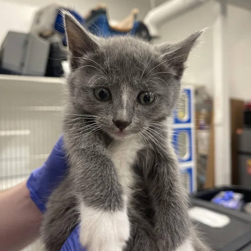 Li Shang thumbnail 3