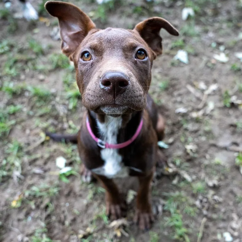 A baby medium-sized female Chocolate Labrador Retriever dog named Jill for adoption in Pawling, NY
