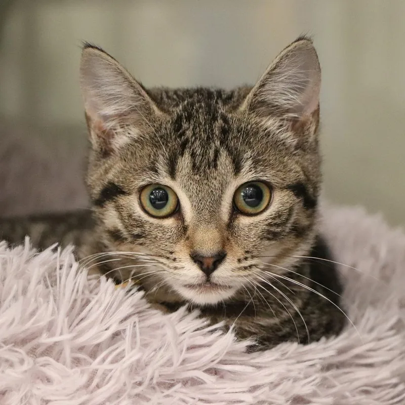 A baby small-sized female Domestic Short Hair cat named Bobcat for adoption in Port Washington, NY