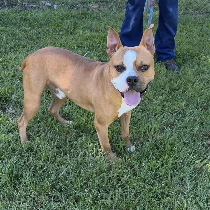 A young medium-sized male Brown / Chocolate Mixed Breed dog named Willy for adoption in Newark, NJ