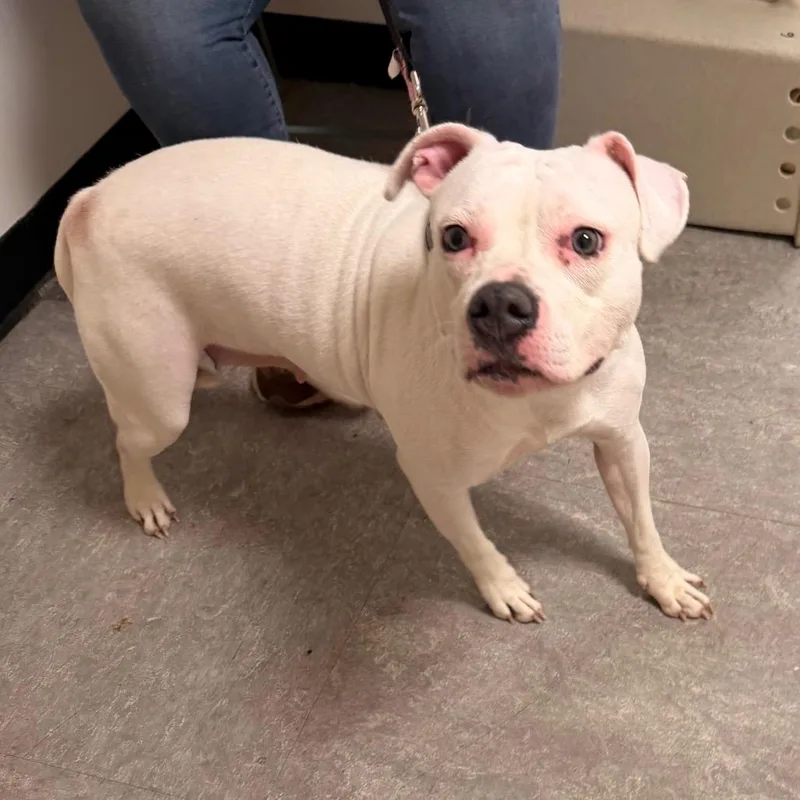 An adult medium-sized female White / Cream Mixed Breed dog named Wynter for adoption in Philadelphia, PA