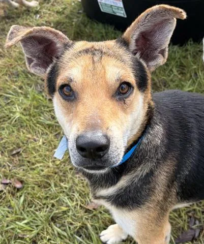 An adult medium-sized male Mixed Breed dog named Irwin for adoption in Pensacola, FL