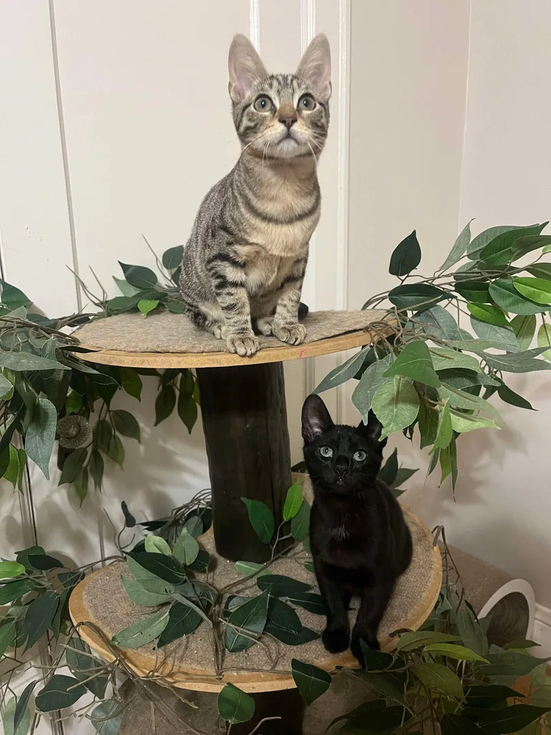 Bobby & Cindy thumbnail 4