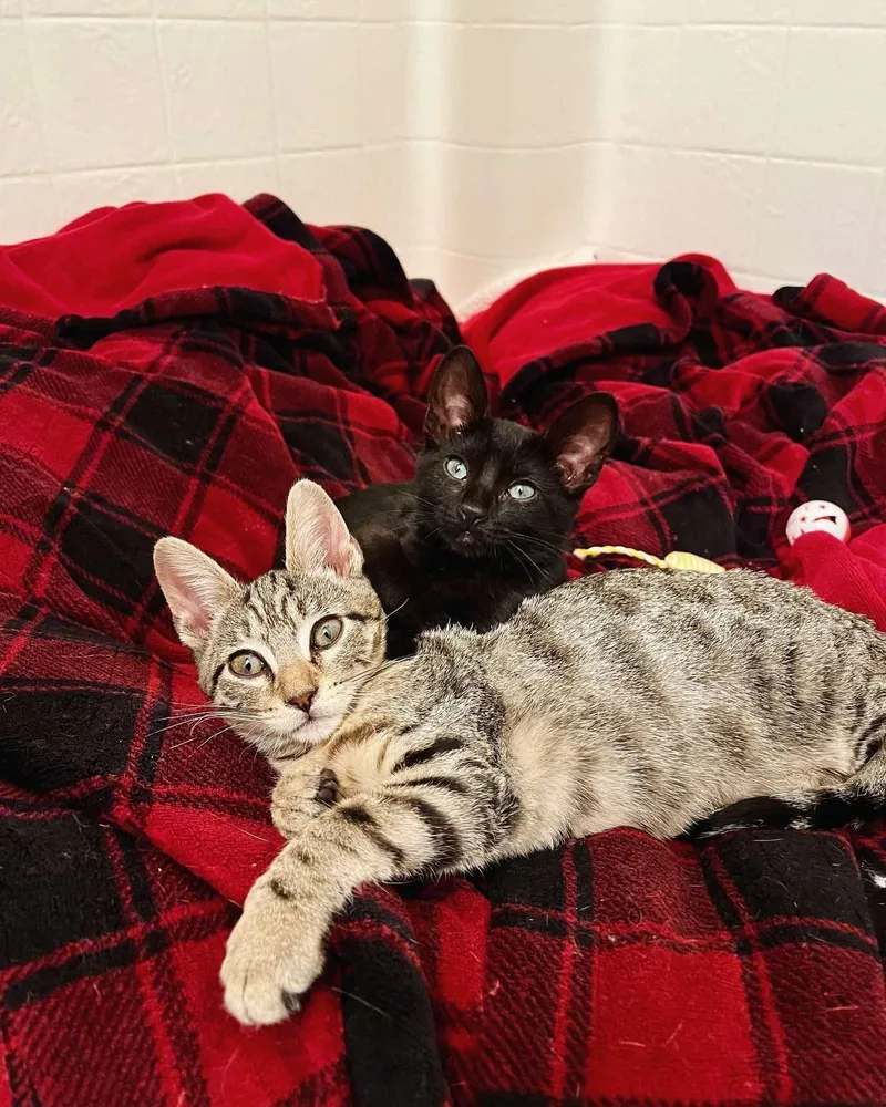 Bobby & Cindy thumbnail 6