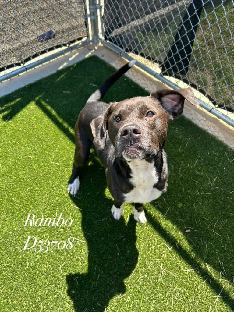 Rambo