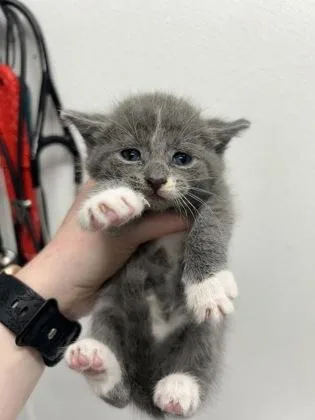 Percival