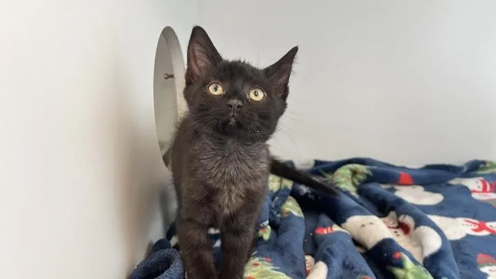 A baby medium-sized female Black Domestic Short Hair cat named Dock for adoption in Chestertown, MD